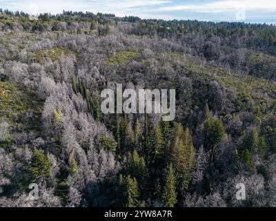 Ein Jahr nach dem Brand des CZU Lightning Complex sind die Folgen der Brände noch sichtbar, tote Bäume bedecken die Berglandschaft von Santa Cruz in CA. Stockfoto