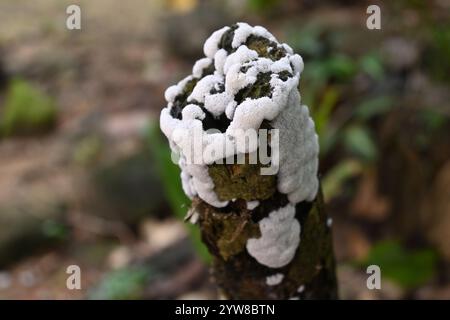 Blick auf die Korallenschleimpilze (Ceratiomyxa fruticulosa), die auf der Oberfläche eines erhöhten Stammes wachsen. Diese kleine und flauschige weiße Pilzkolbe Stockfoto