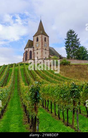 Blick auf die Weinberge und die befestigte Kirche von Hunawihr, im Oberrhein, Elsass, Frankreich Stockfoto