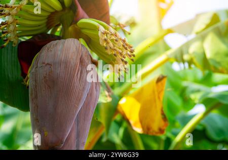 Bananenblüte in einem tropischen Garten. Nachhaltiger pflanzlicher Rohstoff für vegane Fleisch- und Fischalternativen. Bananenblume mit violetten Blüten. Sust Stockfoto