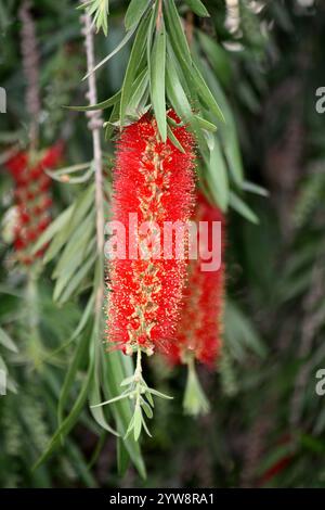 Hellrote Blüten der Trauerflasche (Melaleuca viminalis) sind in Spitzen an und um die Enden der Äste angeordnet. Stockfoto