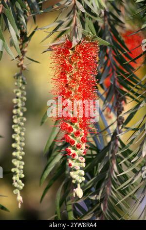 Hellrote Blüten der Trauerflasche (Melaleuca viminalis) sind in Spitzen an und um die Enden der Äste angeordnet. Stockfoto