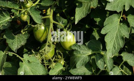 Kleine grüne Tomaten, die an den Stämmen der Pflanze hängen, umgeben von üppig grünen Blättern. Stockfoto