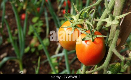 Nahaufnahme roter Tomatenfrüchte, die von Pflanzenstämmen mit Holz hängen. Im Hintergrund sind Lauchpflanzen verschwommen. Stockfoto