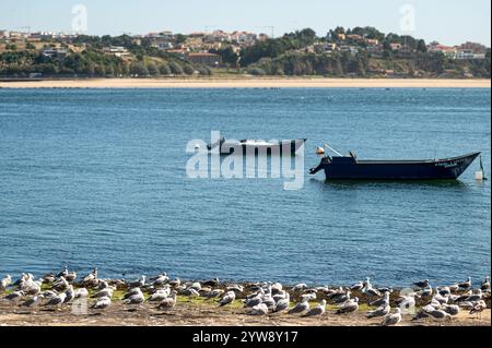 Porto, Portugal - 13. September 2024 : Fischerboote vor Anker in einer ruhigen Bucht, umgeben von Möwen und Küste bei Tageslicht Stockfoto