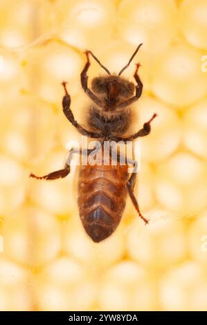 Italien, Lombardei, Glasbiene von unten auf einem Markt gesehen Stockfoto