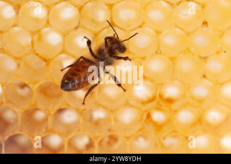 Italien, Lombardei, Glasbiene von unten auf einem Markt gesehen Stockfoto