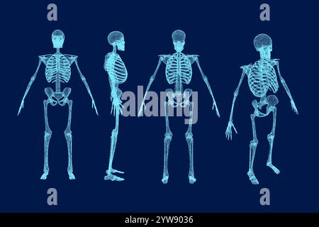 Stellen Sie die Abbildung des Drahtmodells für menschliche Skelett Anatomy Vector (Anatomievektor) ein Stock Vektor