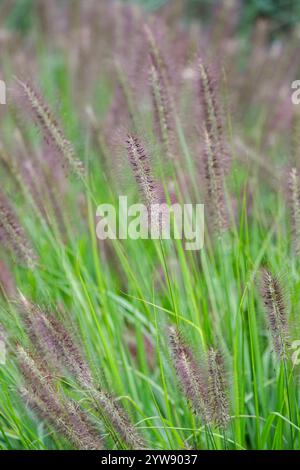 Pennisetum alopecuroides Red Head, Chinesisches Brunnengras Red Head, Pennisetum Red Head, dunkelrot, Flaschenbürstenblüten im Spätsommer Stockfoto