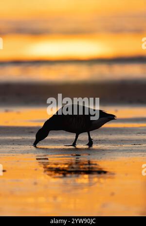 Eine einzelne Brent-Gans (Branta bernicla), die sich gegen die aufgehende Sonne in Northumberland auszeichnet Stockfoto