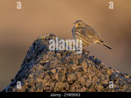 Ein Felsenpipit (Anthus Petrosus), das in Northumberland thront Stockfoto