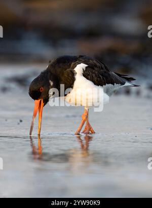 Ein Austernfänger (Haematopus ostralegus), der an einem Strand in Northumberland auf der Suche ist Stockfoto