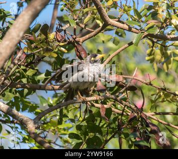 Junger australischer Noisy Miner, Manorina melanocephala, trocknend nach einem Bad, Flügel und Federn schütteln. Im betrunkenen Papageienbaum. Queensland. Stockfoto