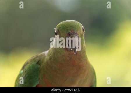 Kopf und Schultern des wilden australischen King Parrot, Alisterus scapularis. Orangefarbene und grüne Federn, in die Kamera schauen. Kopierbereich. Stockfoto