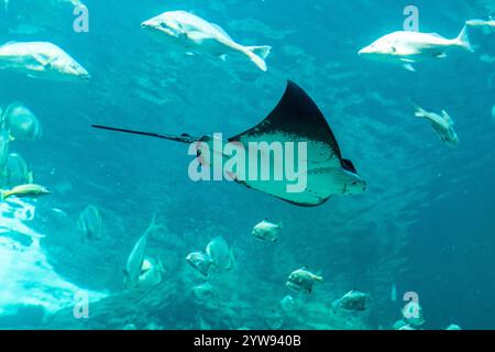 Ein verspielter Stachelrochen im 2-Ozeane-Aquarium von Kapstadt Stockfoto