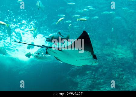 Ein verspielter Stachelrochen im 2-Ozeane-Aquarium von Kapstadt Stockfoto