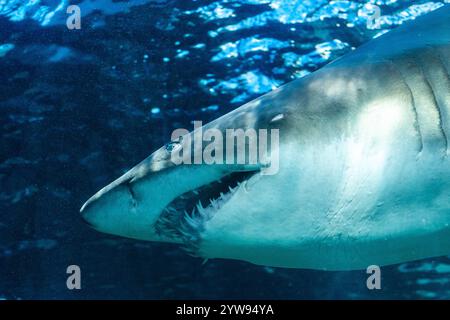 Sand-Tigerhai im 2 Ozeane Aquarium von Kapstadt Stockfoto