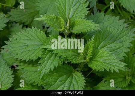 Urtica dioica oder Brennnessel im Garten. Stachelnessel, eine Heilpflanze, die als blutende, diuretische, antipyretische, Wundheilung verwendet wird, Stockfoto