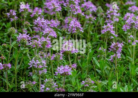 Blühender Duft Thymus serpyllum, Breckland Wildthymian, Kriechthymian oder Elfinthymian Nahaufnahme, Makrofoto. Wunderschönes Essen und Heilpflanze i Stockfoto