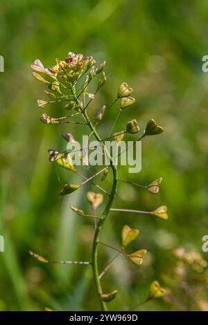 Capsella bursa-pastoris, bekannt als Schäfertasche. Weit verbreitetes und gebräuchliches Unkraut in Agrar- und Gartenpflanzen. Heilpflanze in natürlicher Umgebung. Stockfoto