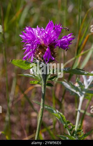 Psephellus weißter Psephellus dealbatus im Garten. Hummel auf Blumen. Stockfoto