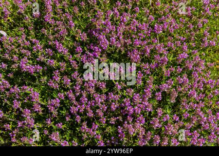 Blühender Duft Thymus serpyllum, Breckland Wildthymian, Kriechthymian oder Elfinthymian Nahaufnahme, Makrofoto. Wunderschönes Essen und Heilpflanze i Stockfoto