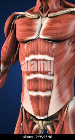 Anatomie der hervorgehobenen Bauchmuskelabschnitte Stockfoto