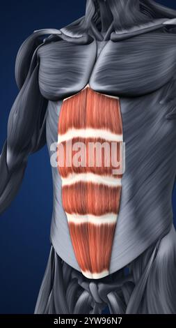 Anatomie der hervorgehobenen Bauchmuskelabschnitte Stockfoto