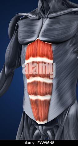 Anatomie der hervorgehobenen Bauchmuskelabschnitte Stockfoto