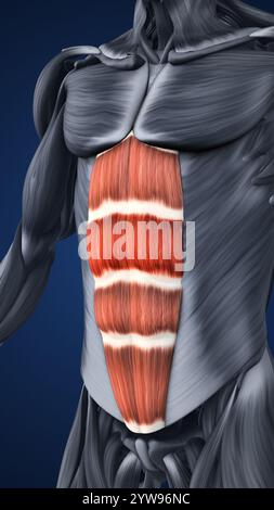 Anatomie der hervorgehobenen Bauchmuskelabschnitte Stockfoto