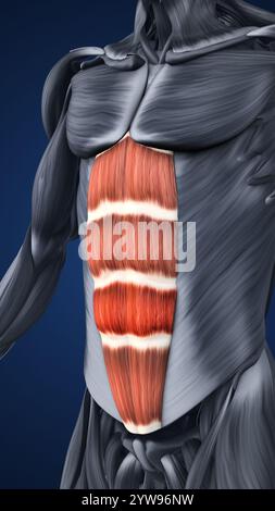 Anatomie der hervorgehobenen Bauchmuskelabschnitte Stockfoto