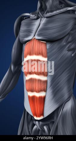 Anatomie der hervorgehobenen Bauchmuskelabschnitte Stockfoto