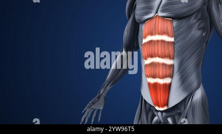 Hervorgehobene Abschnitte der Bauchmuskelanatomie Stockfoto