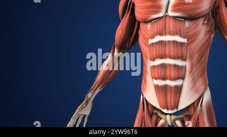 Hervorgehobene Abschnitte der Bauchmuskelanatomie Stockfoto