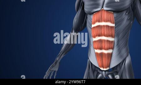 Hervorgehobene Abschnitte der Bauchmuskelanatomie Stockfoto