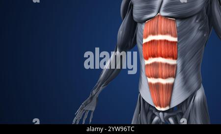 Hervorgehobene Abschnitte der Bauchmuskelanatomie Stockfoto