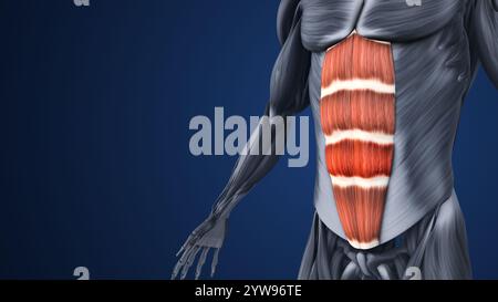 Hervorgehobene Abschnitte der Bauchmuskelanatomie Stockfoto