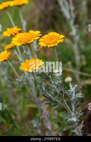 Gefiedertes Laub und gelbe Blüten von Cota tinctoria Kelwayi im Juni. Stockfoto