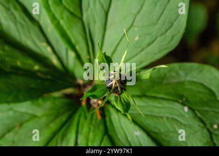 Sehr giftige Pflanze Rabenauge vierblättrige Paris quadrifolia auch bekannt, Beere oder True Lovers Knot wächst in der Wildnis in einem Wald. Stockfoto