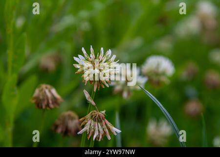 Weiße Klee blüht im Gras. Trifolium repens. Stockfoto