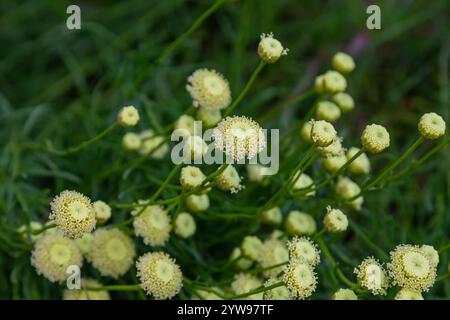 Santolina rosmarinifolia Primrose Edelstein Pflanze in der Blüte im Sommer. Stockfoto