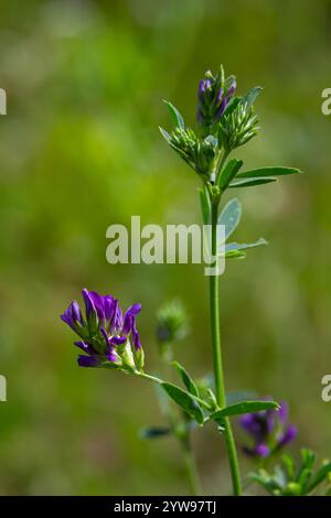 Luzerne-Blüten auf dem Feld. Medicago sativa. Stockfoto