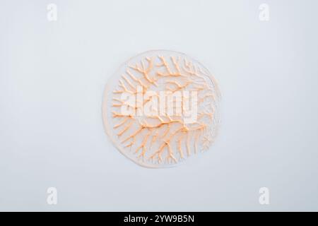 Glitzernder beigefarbener cremefarbener Kreis mit Adern auf weißem Hintergrund. Minimalistisches Make-up und Körperpflege Stockfoto