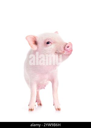 Rosafarbenes Miniaturschwein vor weißem Hintergrund Stockfoto