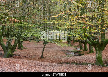 Buchenwald in Vizcaya. Hayedo Otzarreta, Gorbeia. Herbstlandschaft. Spanien Stockfoto