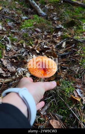 Die Hand reicht zum giftigen Fliegenpilz Stockfoto