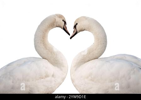 Zwei Schwäne bilden ein Herz isoliert auf weißem Hintergrund, klassische Liebe und valentinstag-Symbol Stockfoto