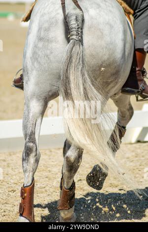 Weißes Lusitano reinrassiges Pferd mit Reiter im Sattel. Reitsport und Reiten, Dressurwettbewerb Stockfoto