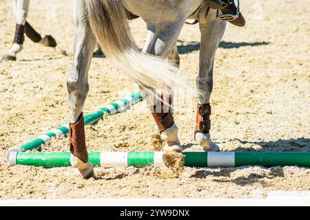 Detailansicht der Beine eines reinrassigen Lusitano-weißen Pferdes bei einem Reitdressurwettbewerb Stockfoto