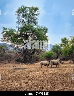 Zwei Nashörner, Mutter und Kalb im afrikanischen Busch, Wildnis, Akazienbäume Hügel im Hintergrund Stockfoto